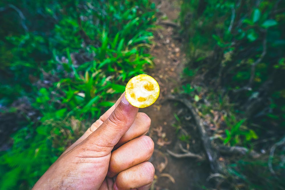 Guava berries on the trail