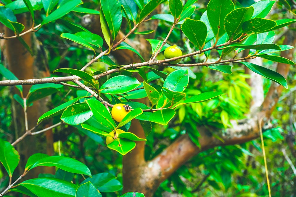 Guava berries on the Haiku stairs trail