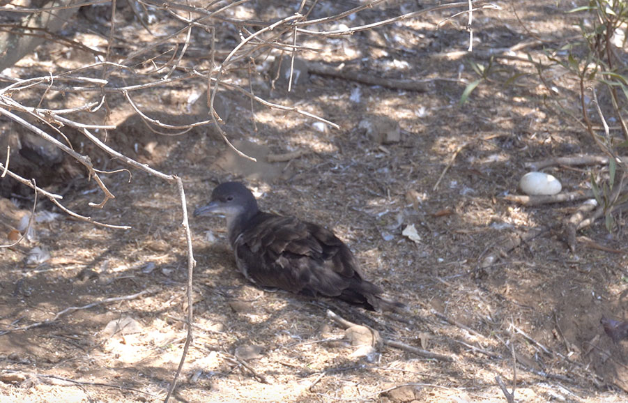 Wedge-Tailed Shearwater birds