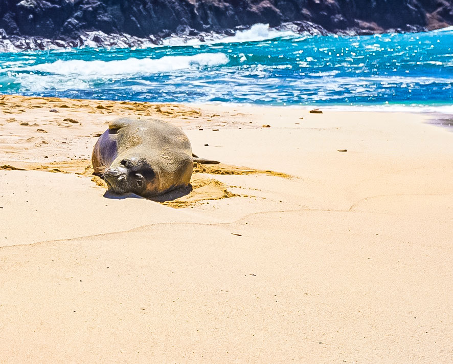 Monk seal on the Mokulua Islands