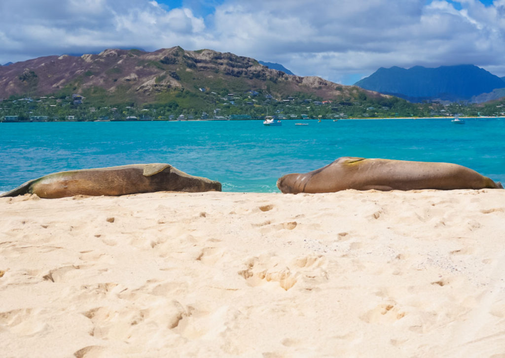 Two monk seals on Moko Nui