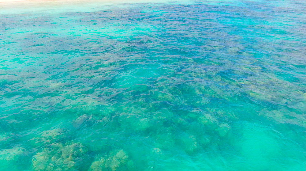 Coral reef at Lanikai Beach