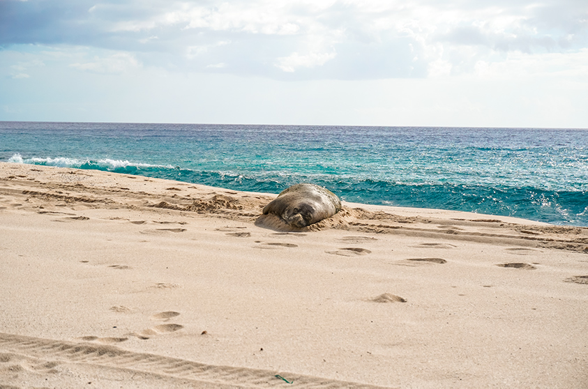 Monk seal sleeping on the beach