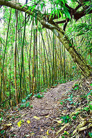 Bamboo on the trail