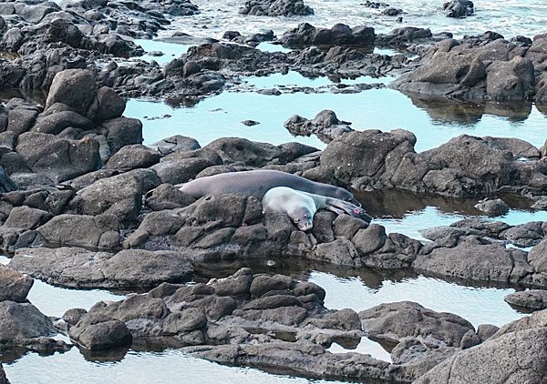 Monk seals on one of the best hikes on Oahu