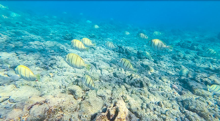 What to do in Oahu, snorkeling of course!