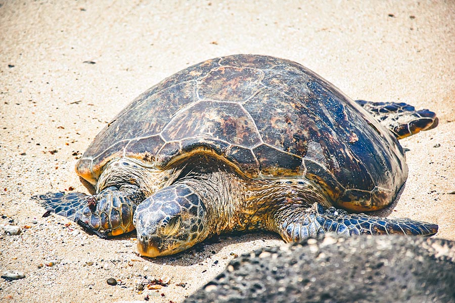 Best things to do on Oahu, laniakea beach