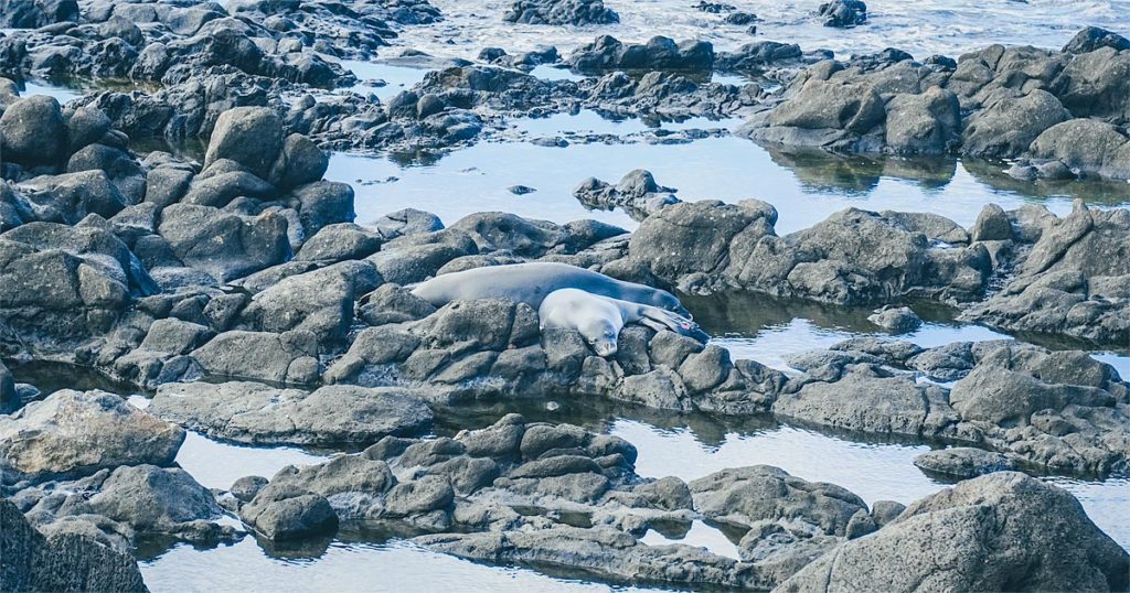 Monk seals at Kaena Point