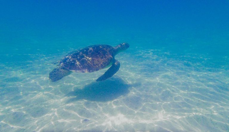 Kaneohe Sandbar | Local's Ultimate Guide - Denny & Nikki