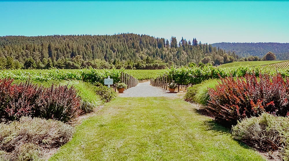 Wine tasting in California