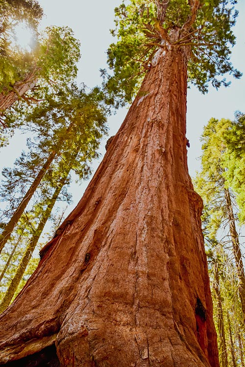 Northern California Road Trip Sequoia National Park