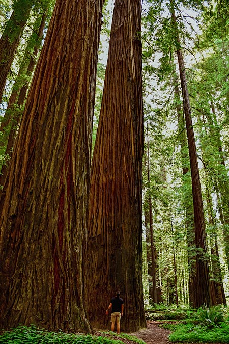 Big redwood trees in Northern California